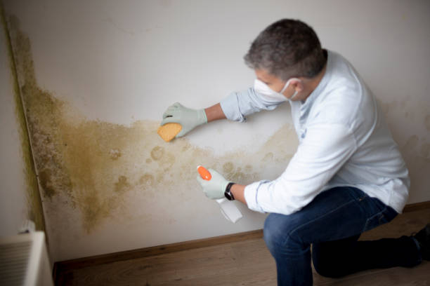 Best Black Mold Removal  in Indian Springs Village, AL